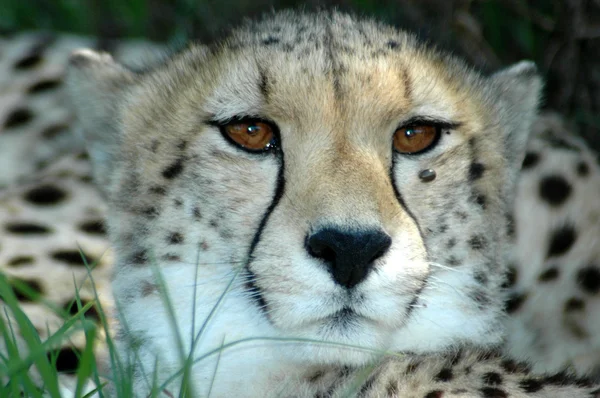 Retrato de Cheetah — Fotografia de Stock