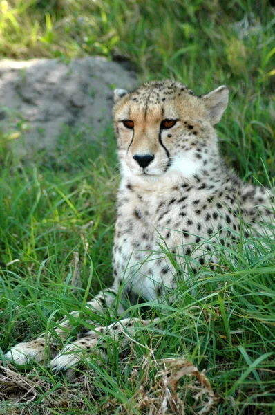 Uyarı çita — Stok fotoğraf