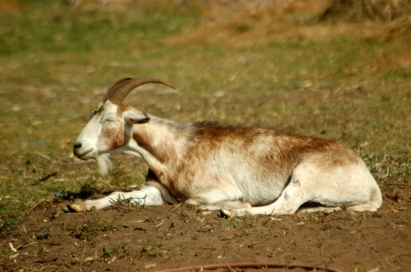 Cabra en reposo — Foto de Stock
