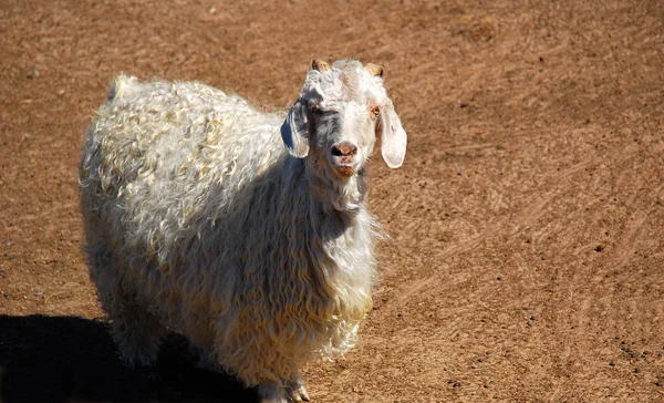 Angora goat — Stock Photo, Image