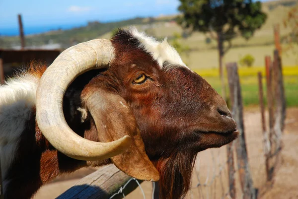 African Boer goat — Stock Photo, Image