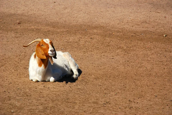 African Boer goat — Stock Photo, Image