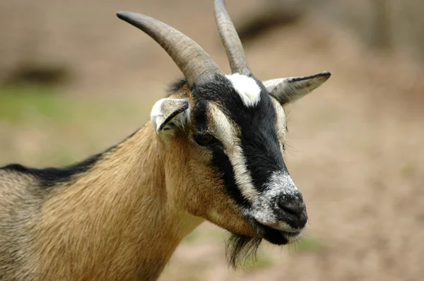 Goat head portrait — Stock Photo, Image