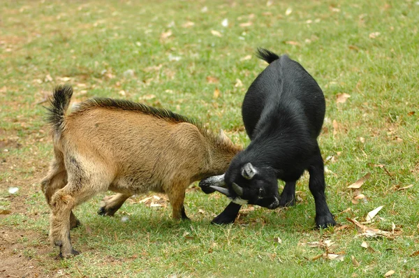 Cabras luchando — Foto de Stock