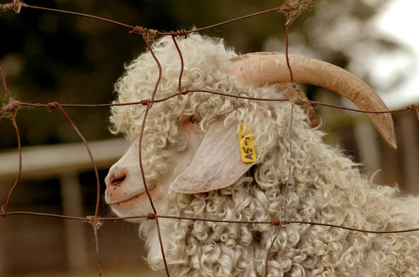 Kozy Angora — Zdjęcie stockowe