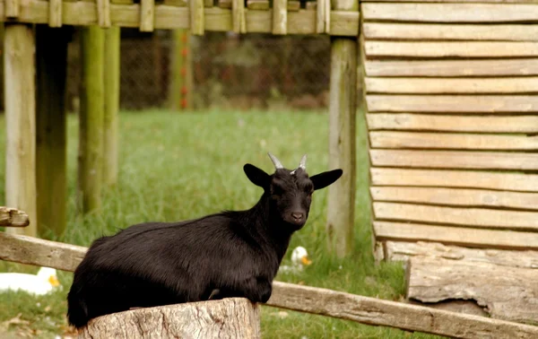 Kozy w gospodarstwie — Zdjęcie stockowe