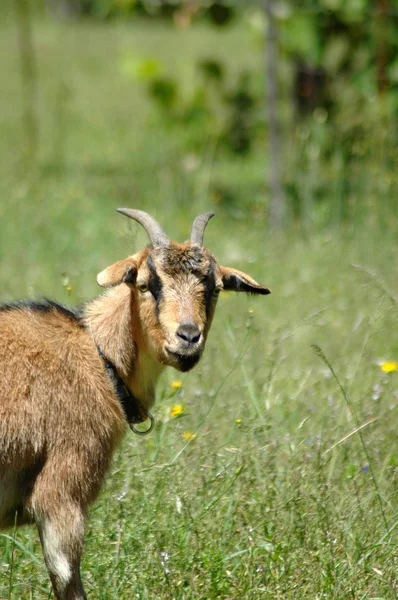Olhar de cabra — Fotografia de Stock