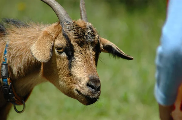 Goat approaching child — Stock Photo, Image