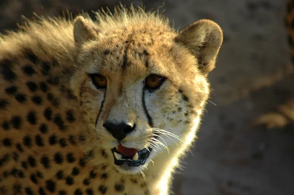 Alert Cheetah Stock Photo