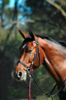 Brown horse portrait clipart