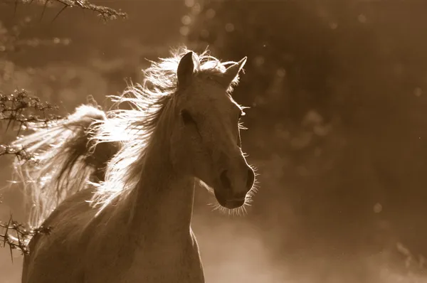 Bílý divoký kůň — Stock fotografie