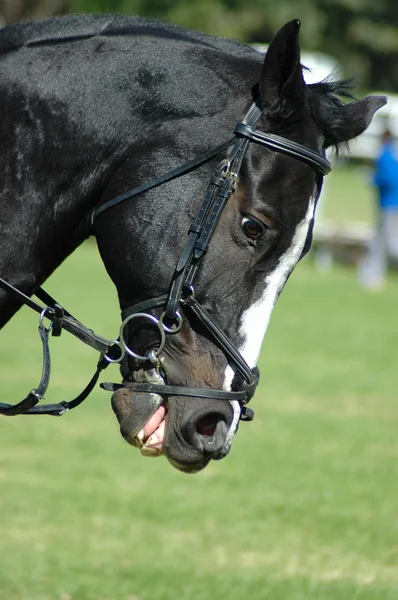 Paard portret in actie — Stockfoto