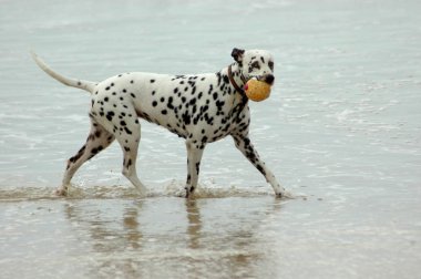 Dalmatian dog clipart