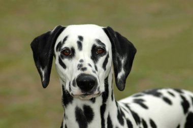 Dalmatian clipart