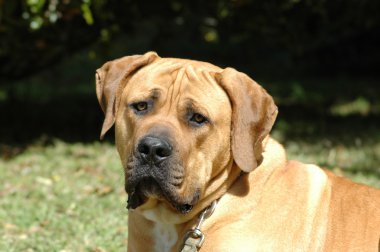 Boerboel dog clipart