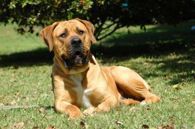 Boerboel clipart