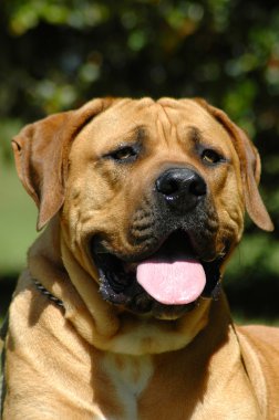 Boerboel clipart