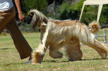 Afghan hound running clipart