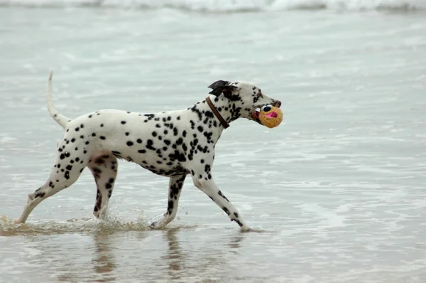 Далматинский пес — стоковое фото