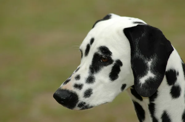 Dalmatiner hund porträtt — Stockfoto