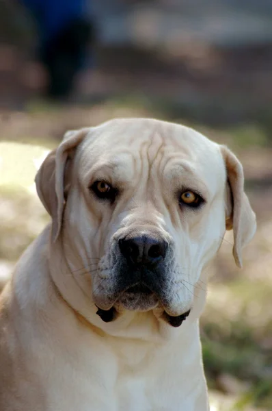 Boerboel cão — Fotografia de Stock