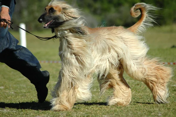 Cão afegão correndo — Fotografia de Stock
