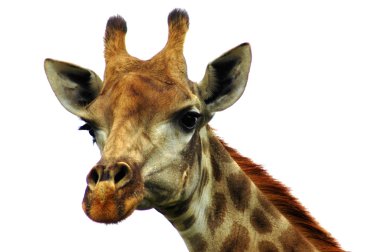 Giraffe isolated clipart