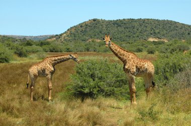 Güney Afrika zürafa