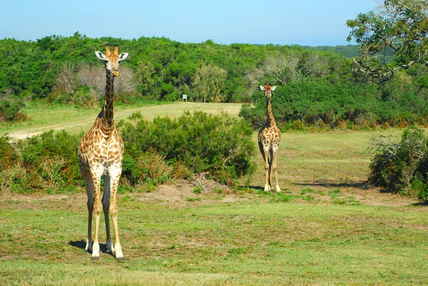 Zuid-Afrikaanse giraffen — Stockfoto