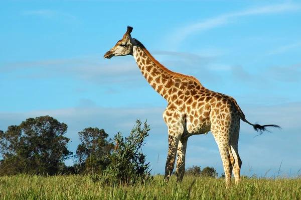 Żyrafa afrykańska — Zdjęcie stockowe
