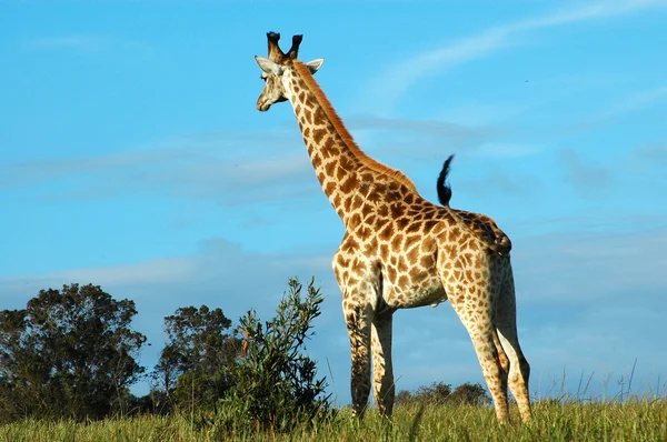 Afrikaanse giraf — Stockfoto