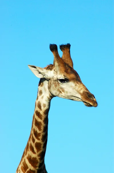 Zürafa başını portre — Stok fotoğraf