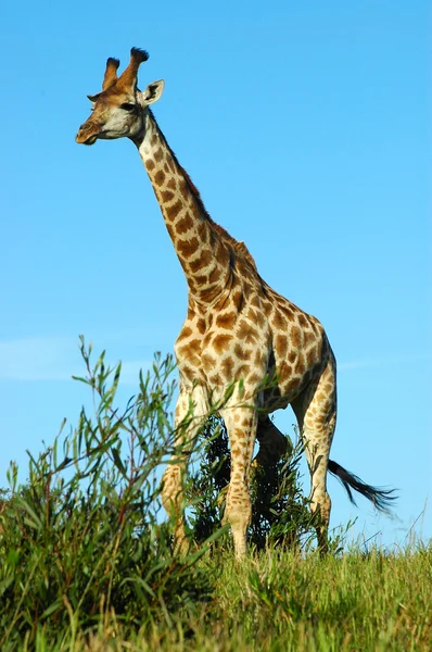 Afrika zürafası. — Stok fotoğraf