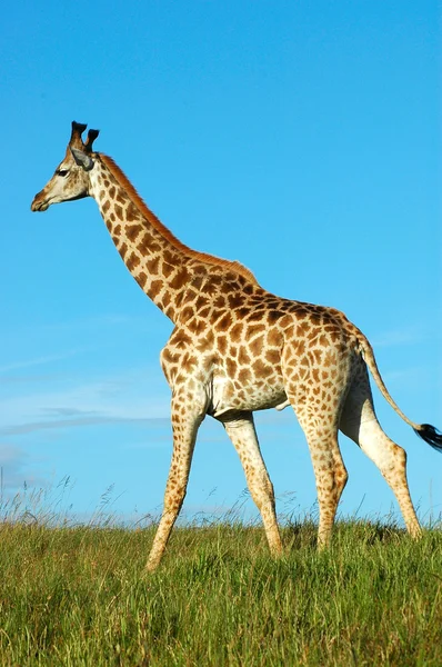 Африканский жираф — стоковое фото