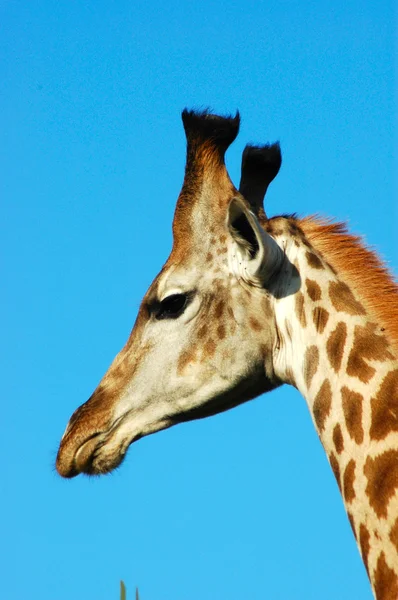 Giraffe голову портрет — стокове фото