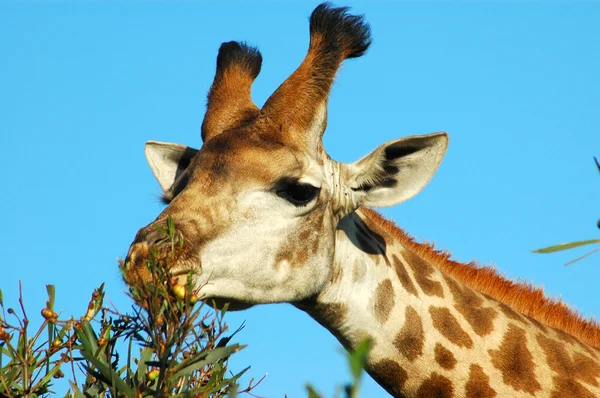 Giraffe head portrait — Stock Photo, Image