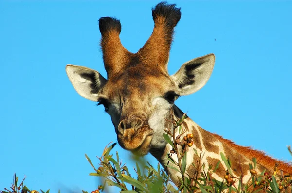 Retrato de cabeza de jirafa —  Fotos de Stock