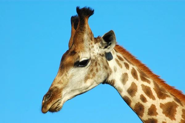Giraffe hoofd portret — Stockfoto