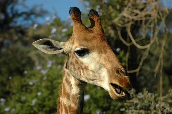 Žirafí hlavy portrét — Stock fotografie