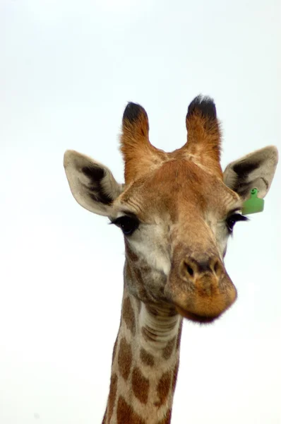 Žirafa, samostatný — Stock fotografie