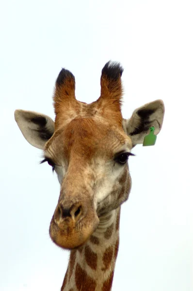 Giraffe isolated — Stock Photo, Image