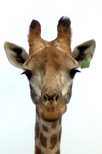 Giraffe geïsoleerd — Stockfoto