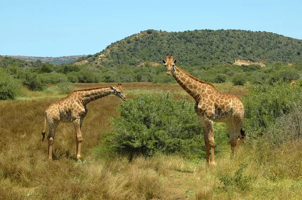 Południowej Afryki żyrafy — Zdjęcie stockowe
