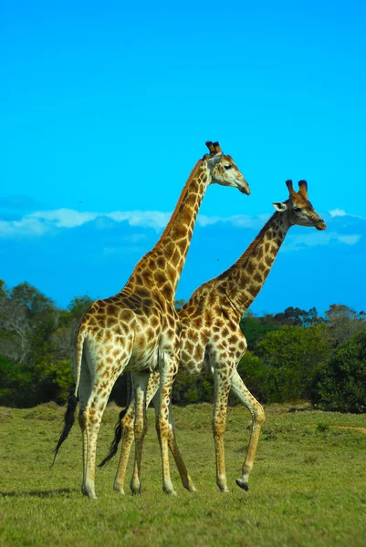 Africká zvířata — Stock fotografie
