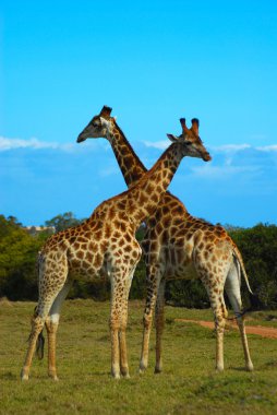 Giraffes South Africa clipart