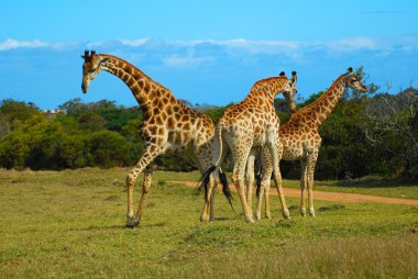 African giraffes clipart