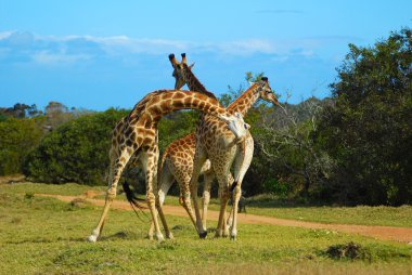 Fighting giraffes clipart