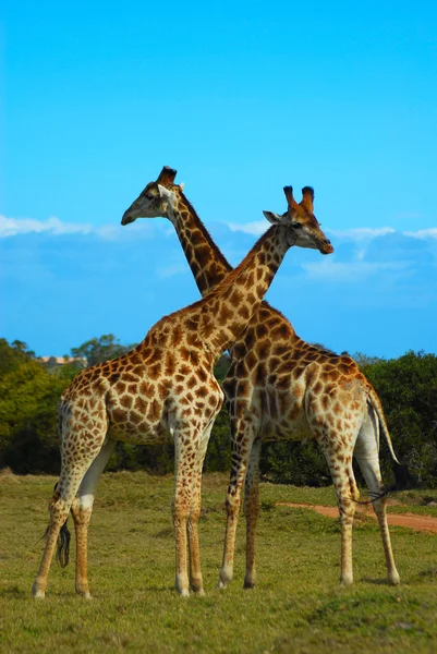 Żyrafy RPA — Zdjęcie stockowe