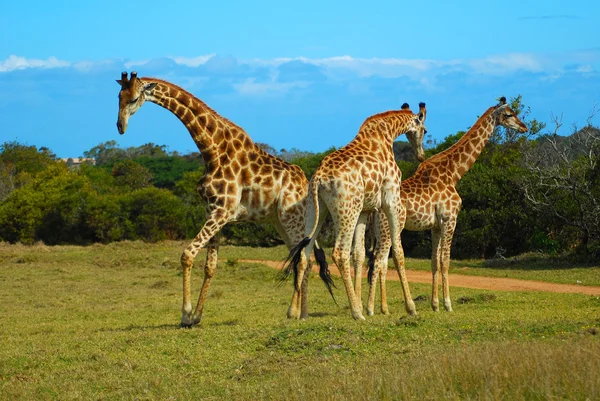 Afrykańskiej żyrafy — Zdjęcie stockowe