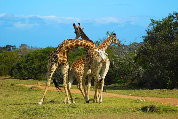 Боротьба жирафи — стокове фото